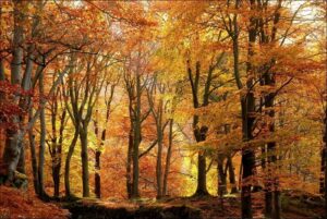 'Autumn Trees' by Des Barr