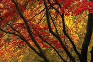 'Golden Colours' by Des Barr