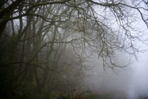 'The Fog' by Deborah Longworth