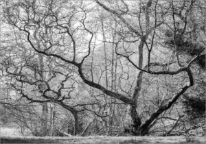 'Backlit Trees' by Dave Bouic Hawkins