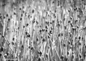 'Field of Grey' by Deborah Longworth