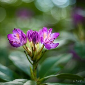 'New Beginning' by Dave Bouic Hawkins
