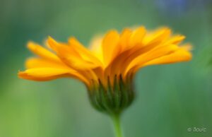 'Yellow Crown ll' by Dave Bouic Hawkins