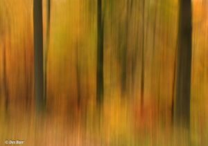 'Autumn Glow' by Des Barr