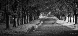 Crossing the Path by Bouic
