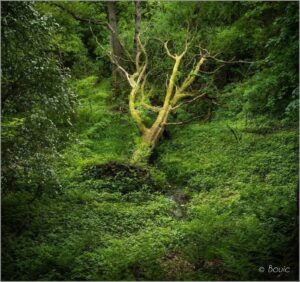 'Green Graveyard' by Dave Bouic Hawkins