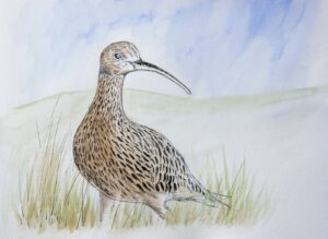 'Curlew' by Rosie Rimmer