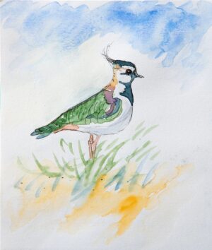 'Lapwing' by Rosie Rimmer