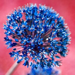 'Allium Aflatunense 1' by Deborah Longworth