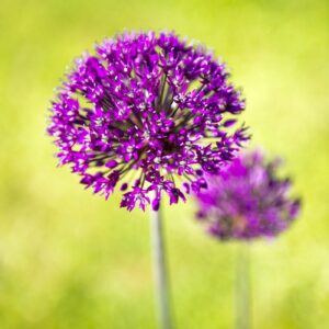 'Allium Aflatunense 2' by Deborah Longworth