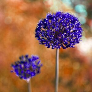 'Allium Aflatunense 3' by Deborah Longworth