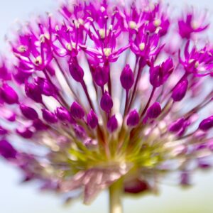 'Purple Sensation 2' by Deborah Longworth