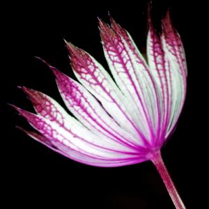 'Astrantia Major' by Deborah Longworth