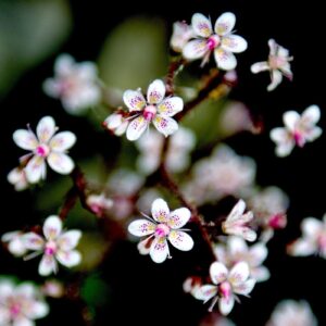 'Darmera Peltata' by Deborah Longworth
