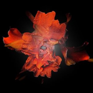 'Red Daffodil' by Deborah Longworth