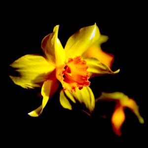 'Yellow Daffodil' by Deborah Longworth