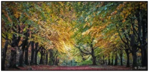 'Autumn Explosion' by David Bouic Hawkins.
