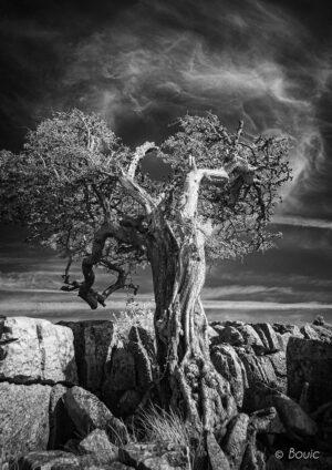 'Tree on Twistleton Scar' by Bouic