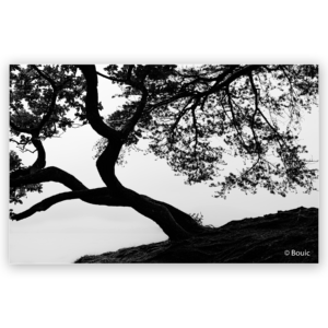 'Tree on Derwent Water' by Bouic