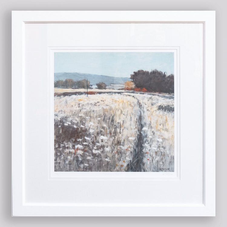 'Umbellifers' Limited Edition Prints - Malcolm Taylor