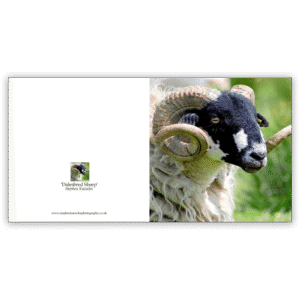 Dalesbred Sheep. An open greetings card by Stephen Knowles