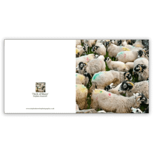 Flock of Sheep. A fine art card by Stephen Knowles