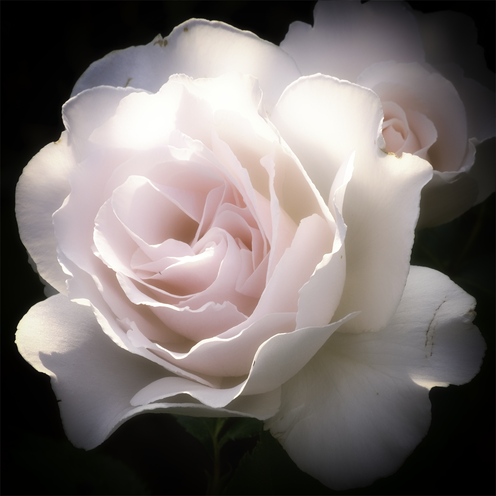 Margaret's Rose. An open card by David Ruaux