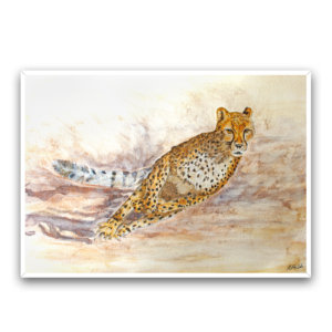 Cheetah l by Karen Holt. Framed canvas art print.