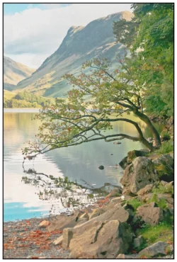 'The Kissing Tree', Stephen Knowles.