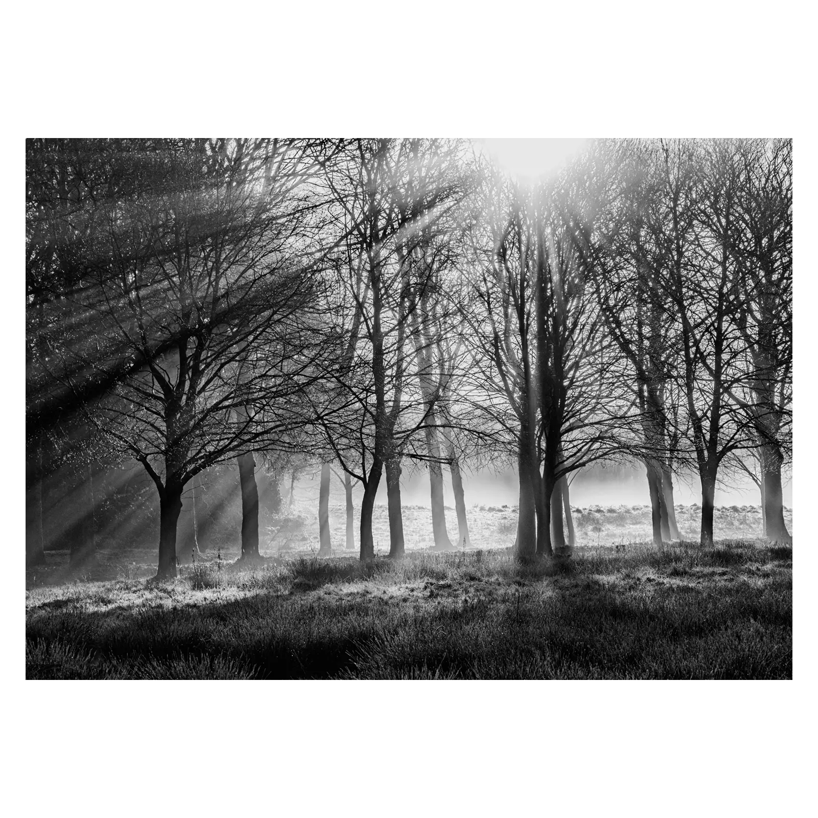 Woodlands Walk by David Ruaux