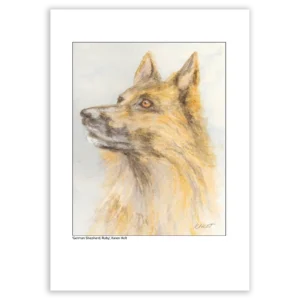 'German Shepherd, Ruby'. Fine art print by Karen Holt.