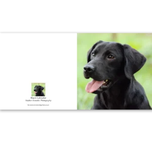 'Black Labrador', Stephen Knowles Photography. Fine Art Card.