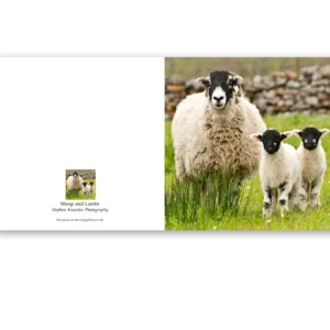 'Sheep and Lambs', Stephen Knowles Photography. Fine Art Card.