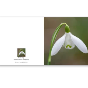 'Snowdrop', Stephen Knowles Photography. Fine Art Card.
