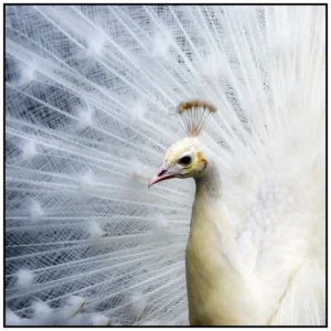 'Peacock', Stephen Knowles.