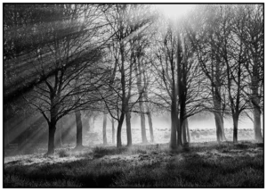 'Winter's Morning' David Ruaux Original Photo