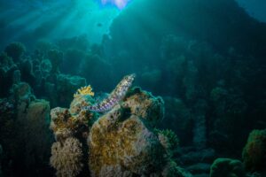 'Lizard Fish',by Lewis Firth.