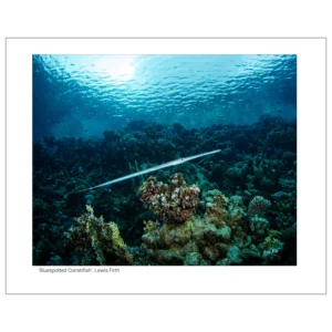 'Bluespotted Cornetfish'. A fine art print by Lewis Firth.