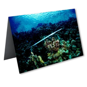 'Bluespotted Cornetfish'. A fine art card by Lewis Firth.