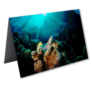 'Lizard Fish'. A greeting card by Lewis Firth