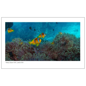 'Many Clown Fish', Art Prints