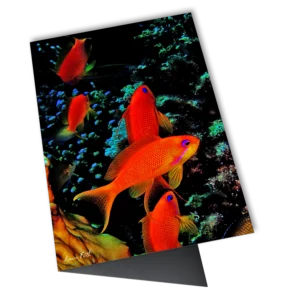 'Vibrant Focus'. An open art card by Lewis Firth.