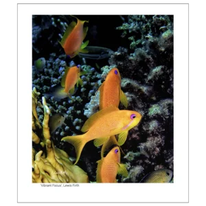 'Vibrant Focus'. An open print by Lewis Firth