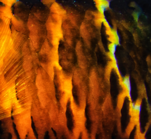 'Fin' Fine art prints and cards by Lewis Firth.