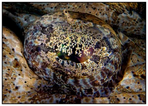 'The Eye' Fine art prints and cards by Lewis Firth.