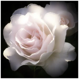 'Margaret's Rose' David Ruaux Original Photo