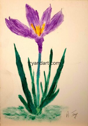 Crocus