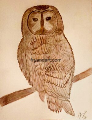 Tawny Owl