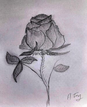 Rose Bud - Original sketch