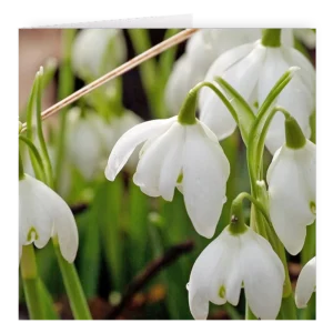 'A Snowdrop's Elegance' David Ruaux Artcard Photo copy